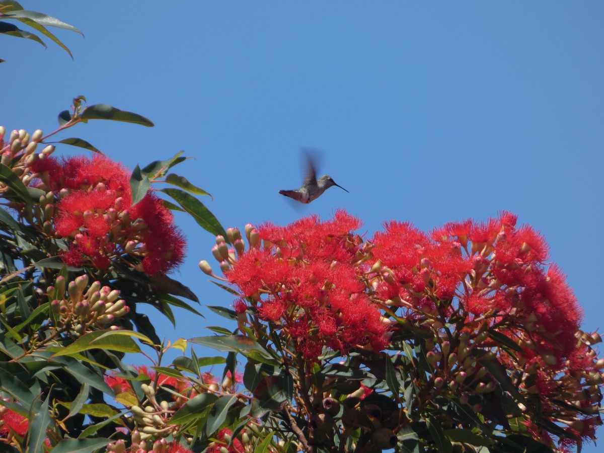 Anna's Hummingbird - ML608492055