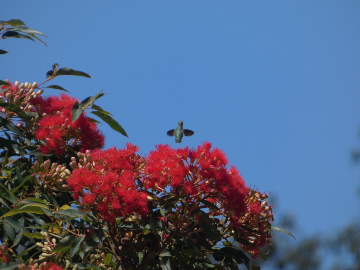 Anna's Hummingbird - ML608492057