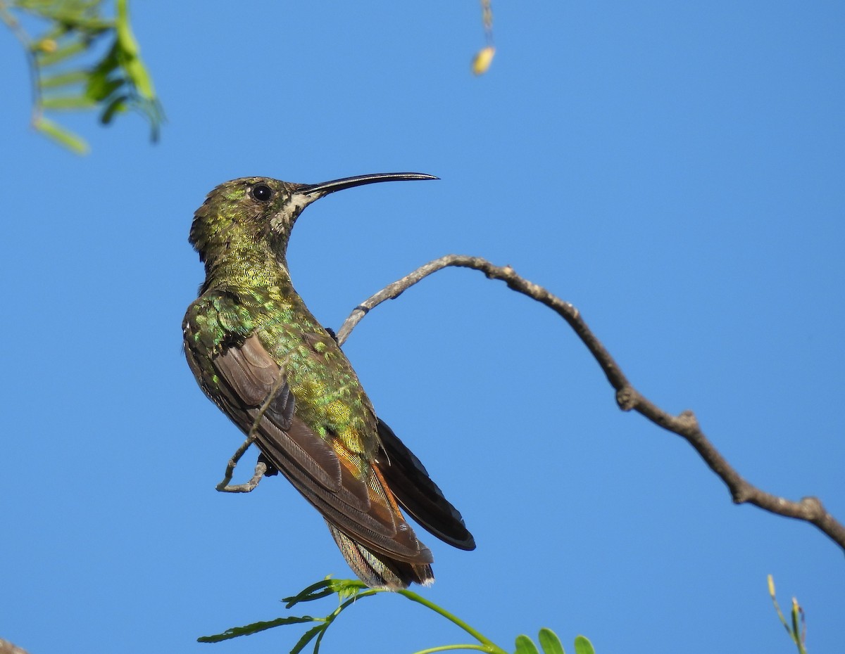 kolibřík tmavoprsý - ML608492107