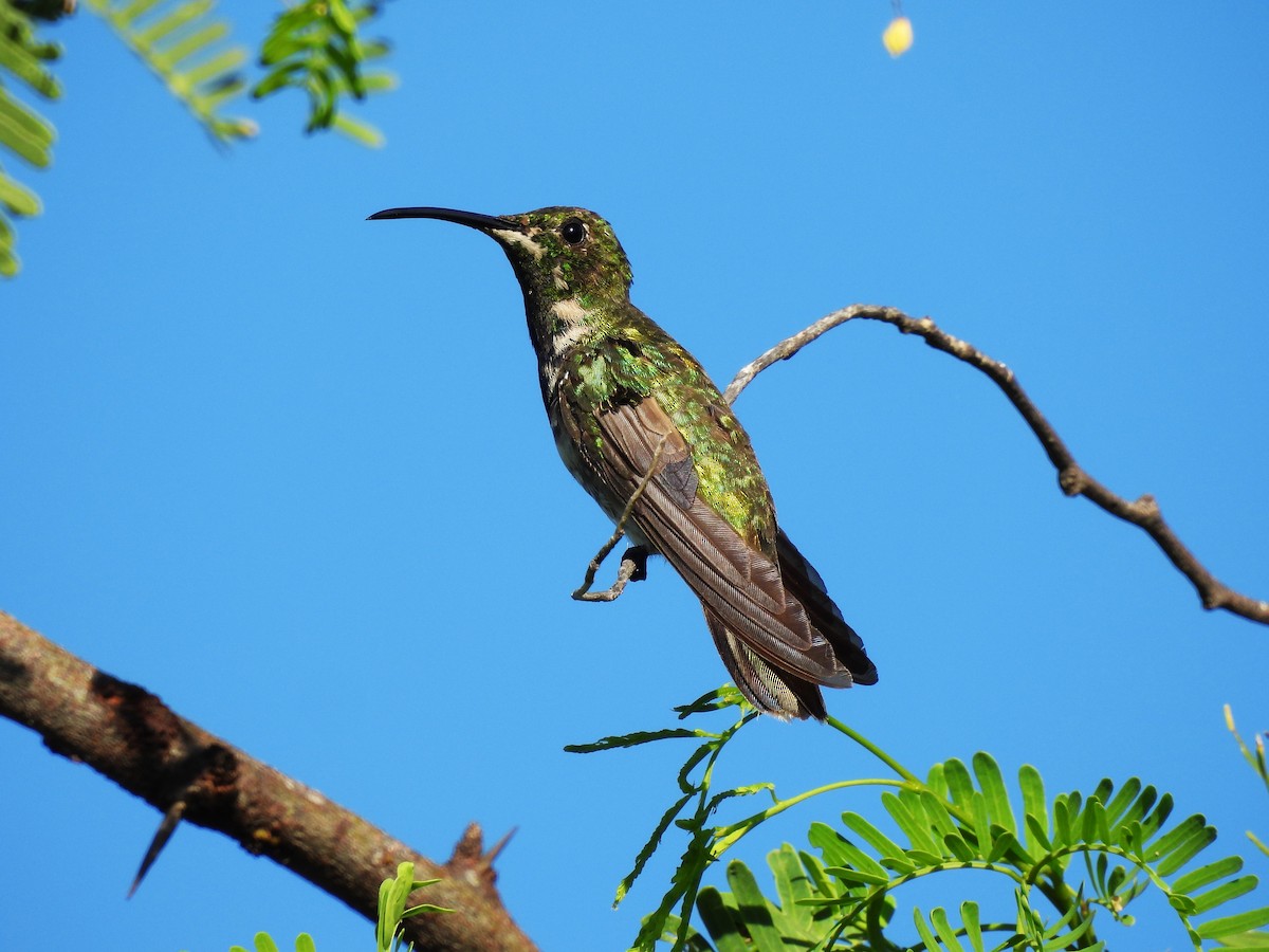 kolibřík tmavoprsý - ML608492124