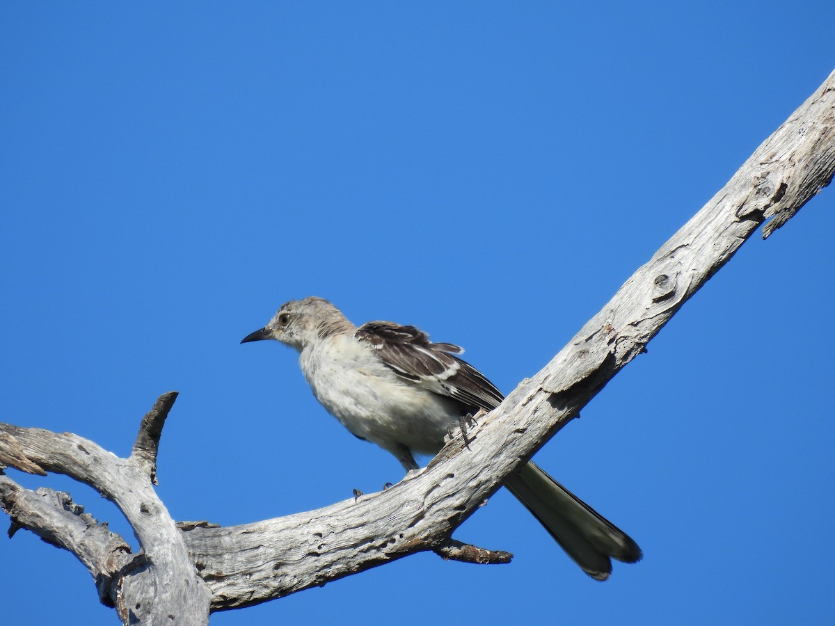 Northern Mockingbird - ML608492236