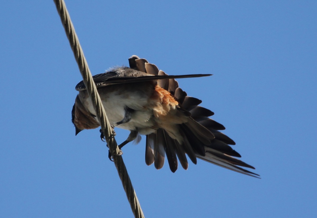 Cave Swallow - ML608492268