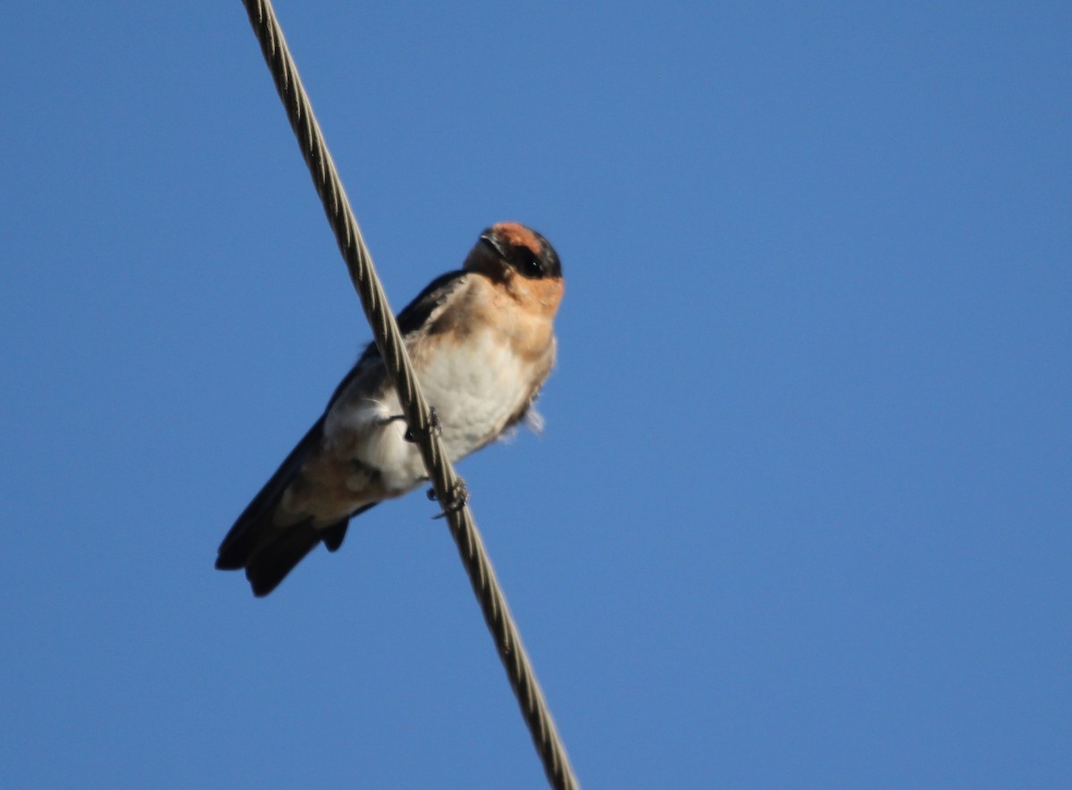 Cave Swallow - ML608492270