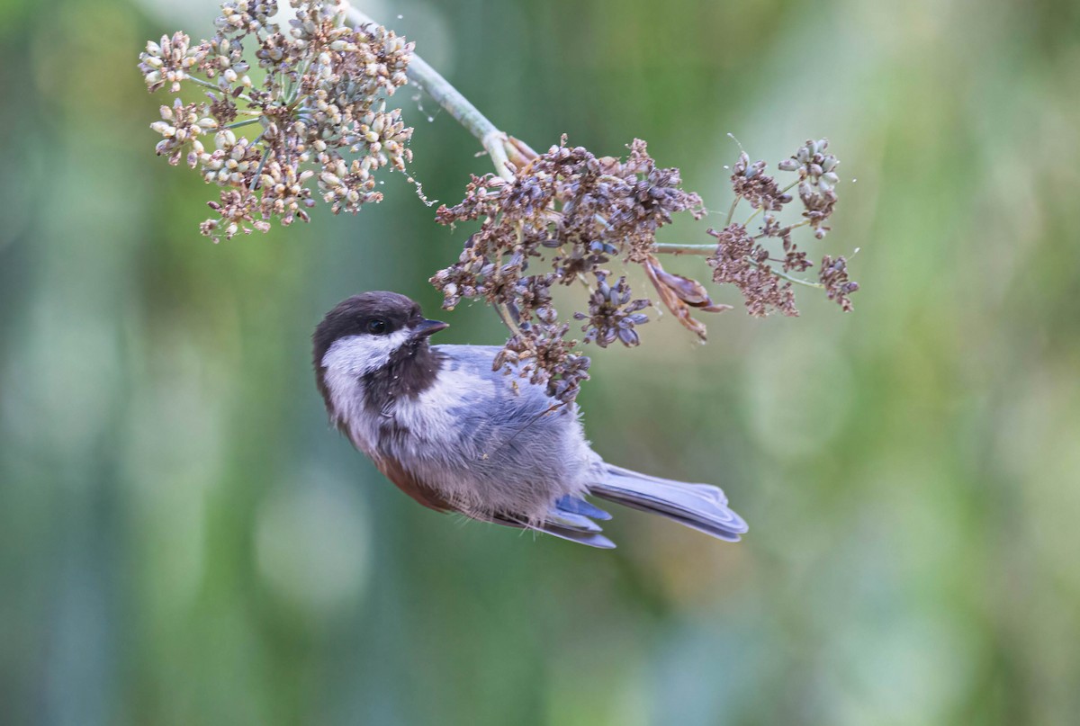 Mésange à dos marron - ML608492314