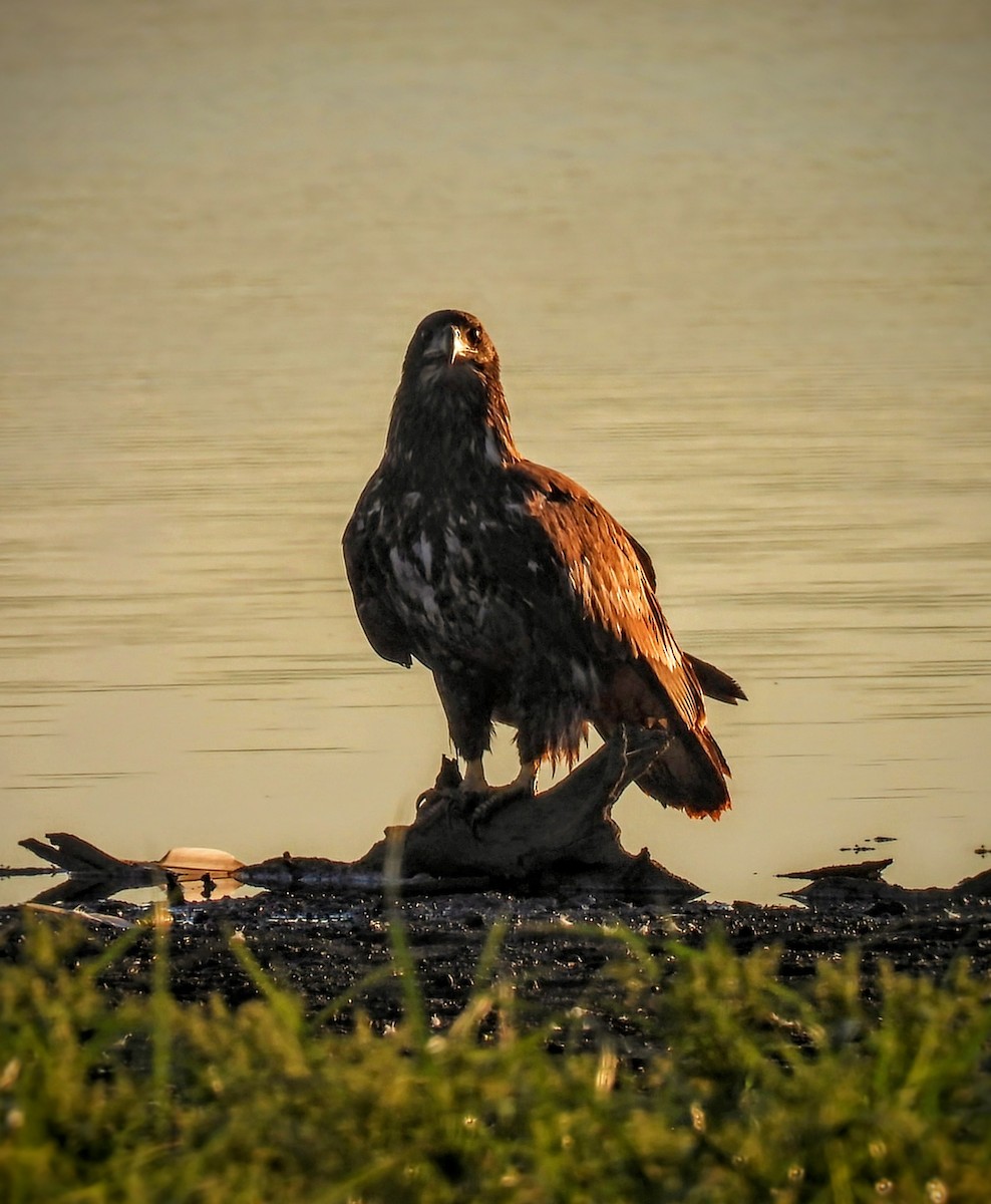 Bald Eagle - ML608492362