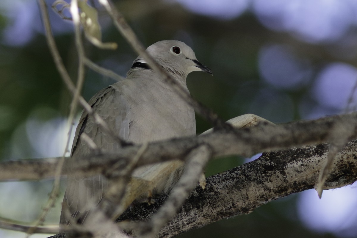 African Collared-Dove - ML608492440