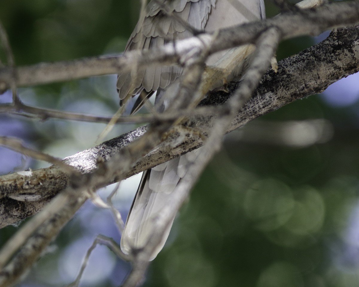 African Collared-Dove - ML608492441