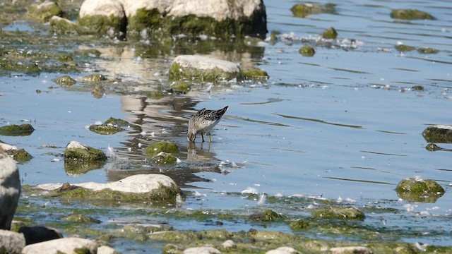 Stilt Sandpiper - ML608492451