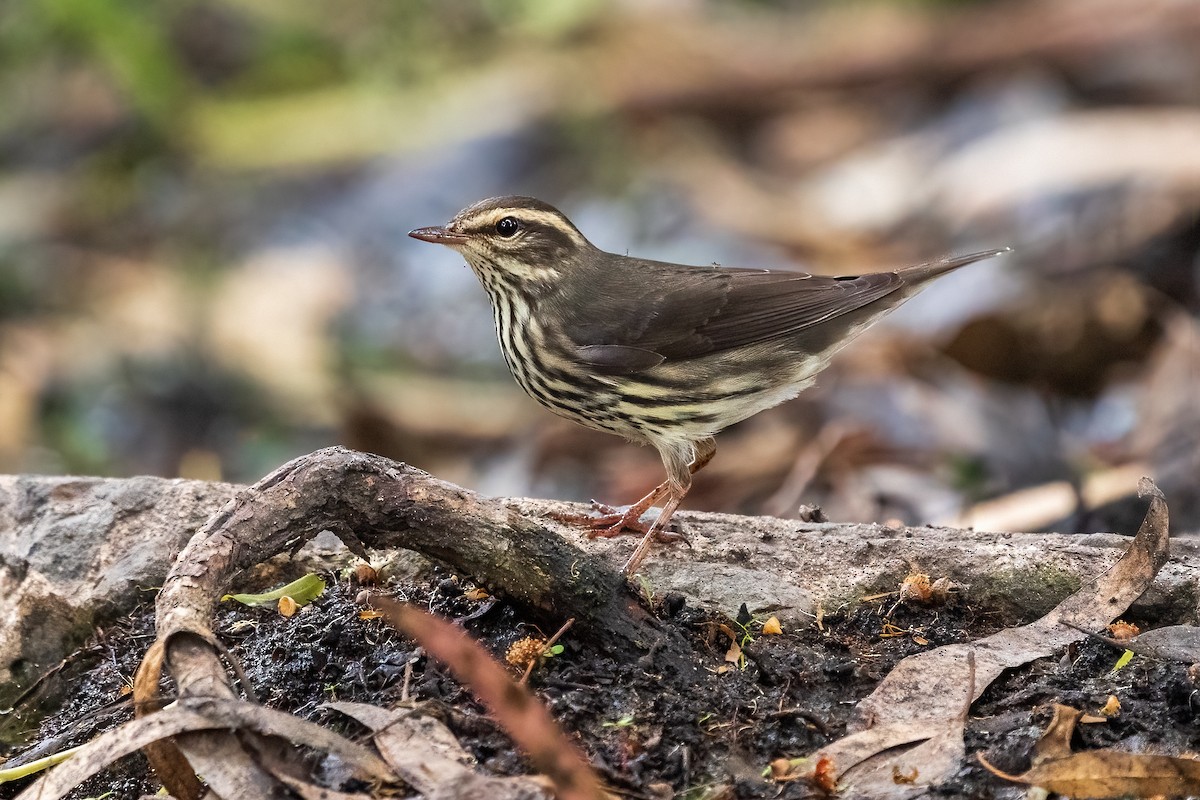 Northern Waterthrush - ML608492544