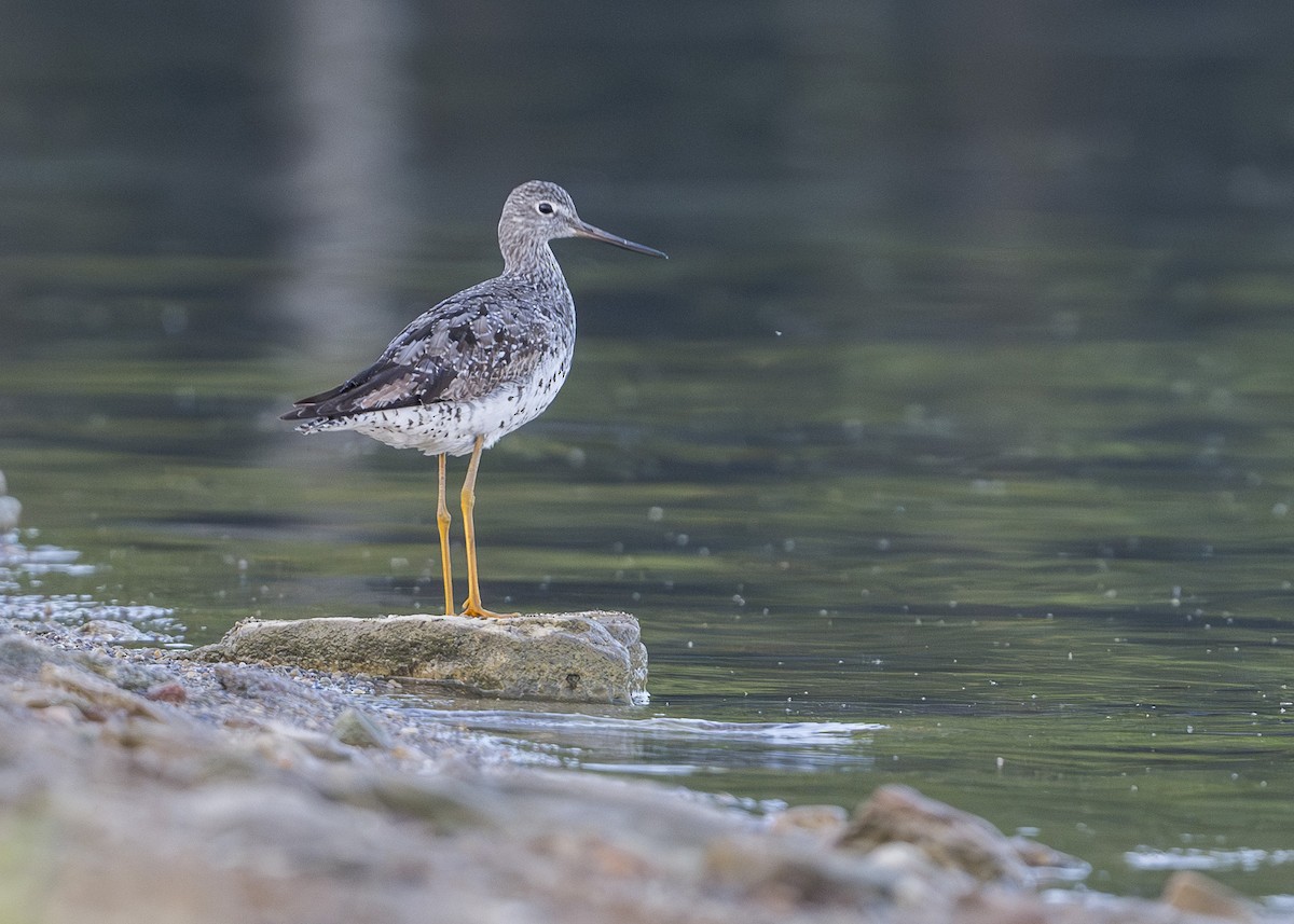 Greater Yellowlegs - ML608492565