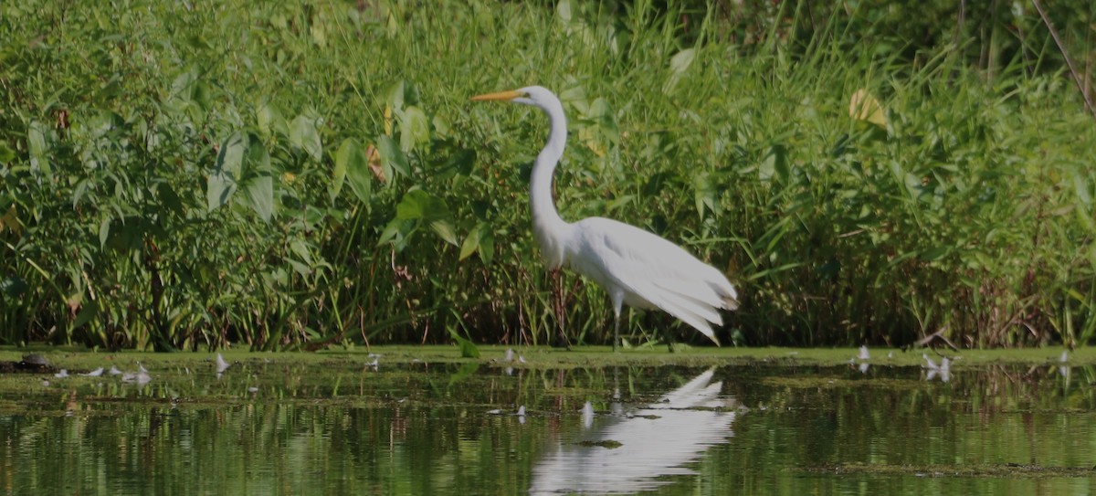 Great Egret - ML608492596