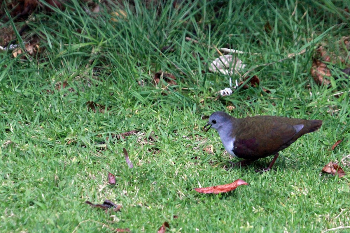 Bronze Ground Dove - ML608492601