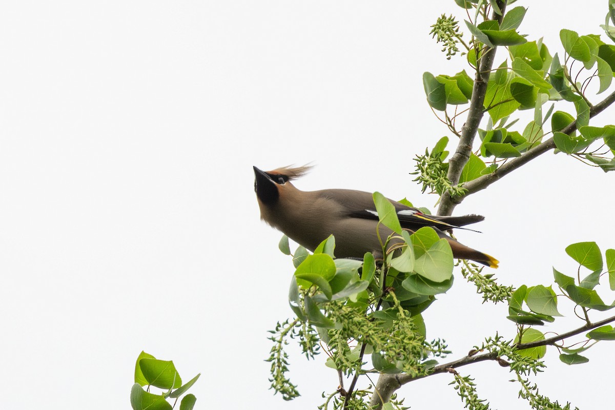 Bohemian Waxwing - Anya Auerbach