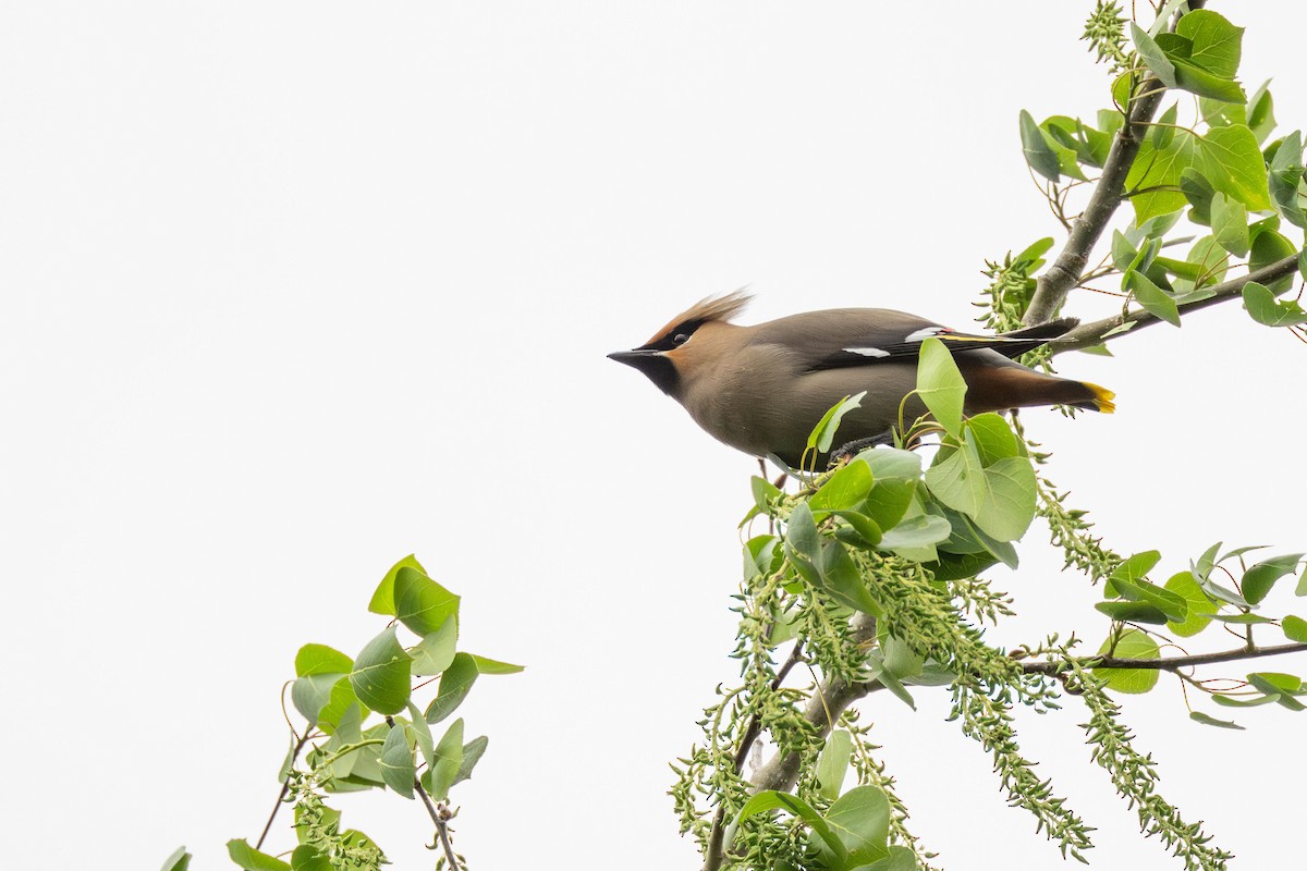 Bohemian Waxwing - ML608492627