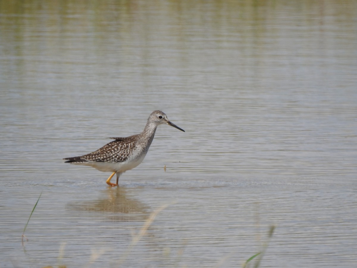 Lesser Yellowlegs - ML608492640