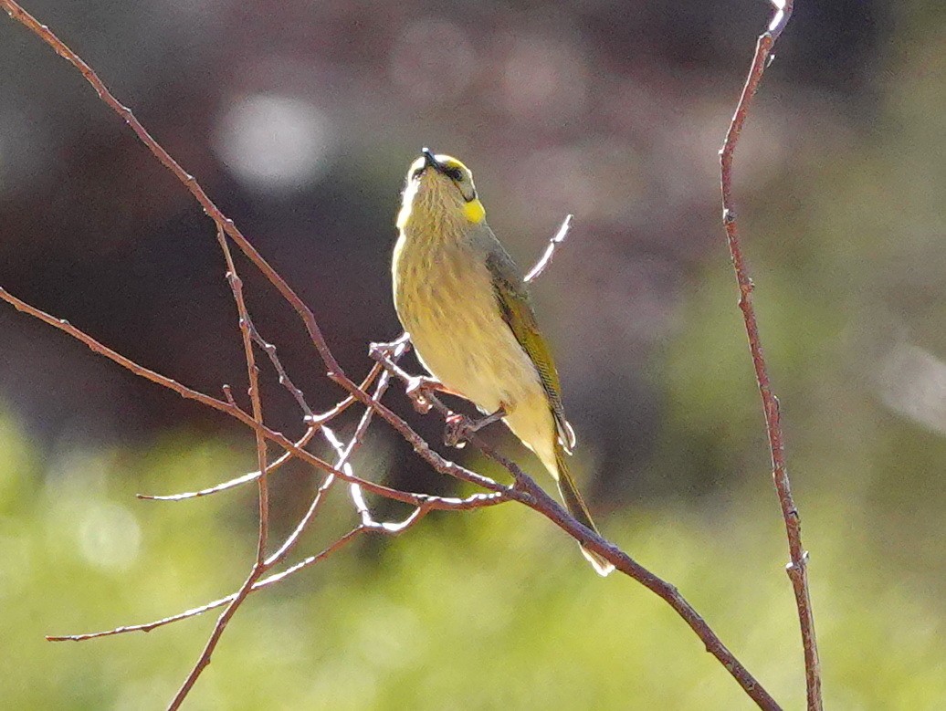 Gray-fronted Honeyeater - ML608492648