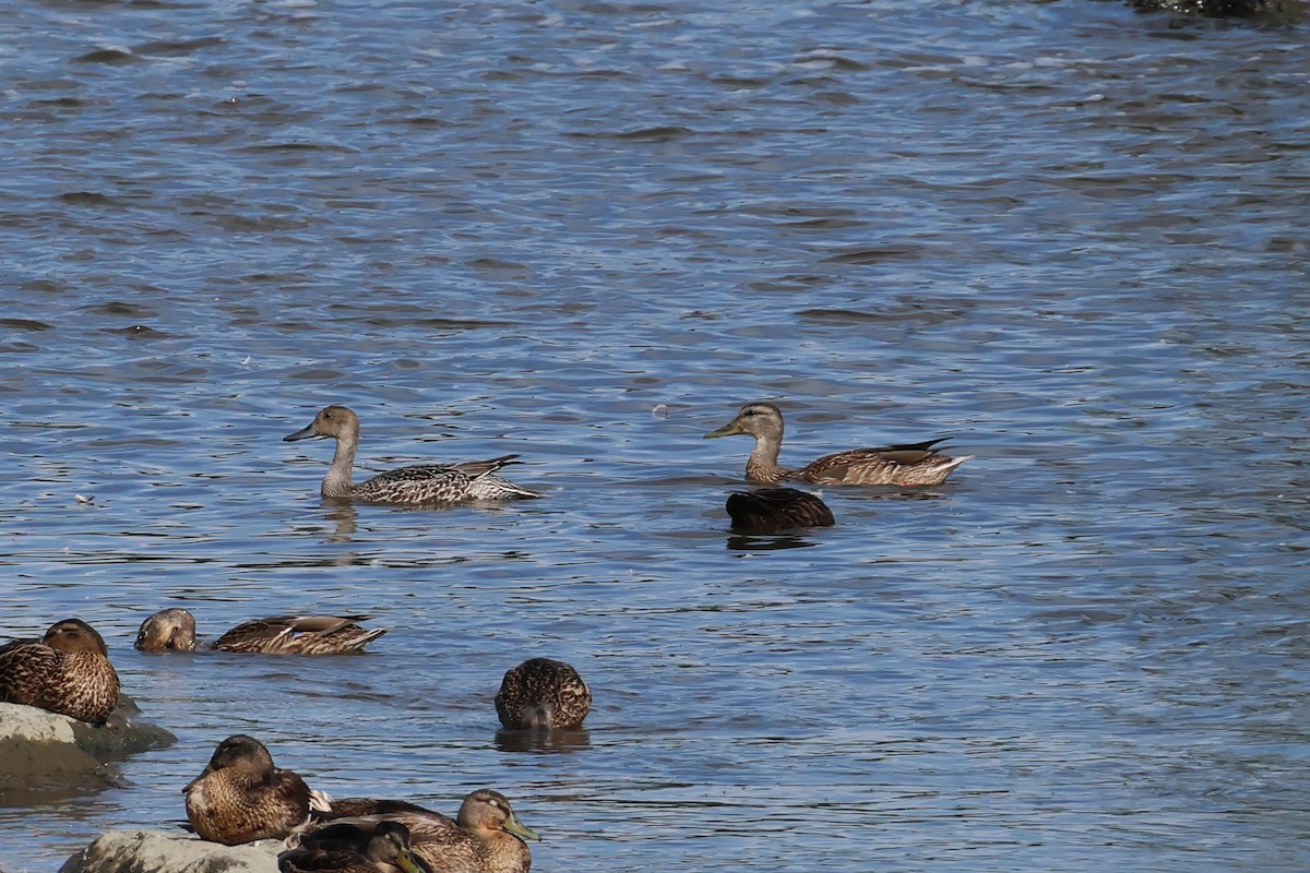 Northern Pintail - Bernard Tessier