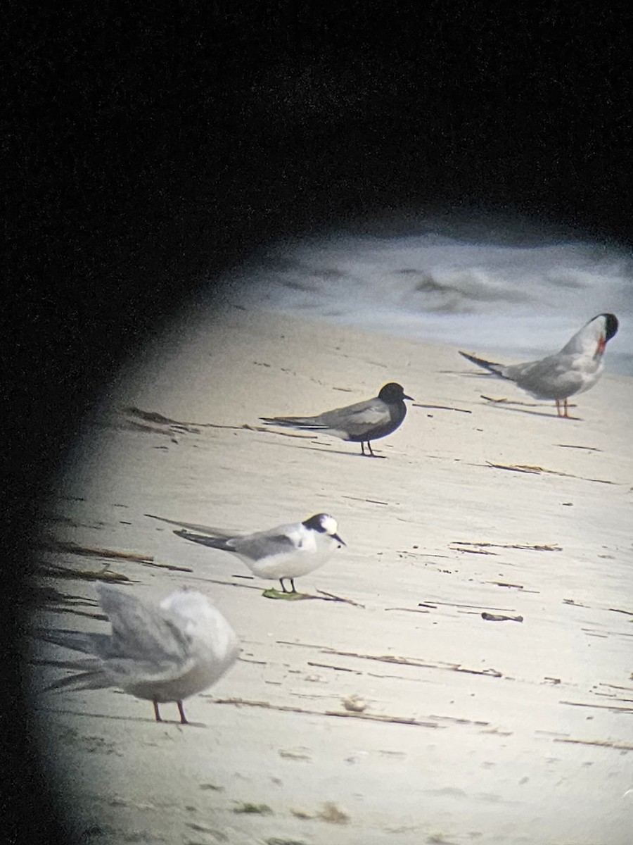 Arctic Tern - ML608492823