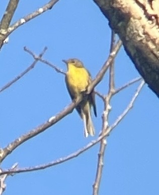 Nashville Warbler - ML608492846