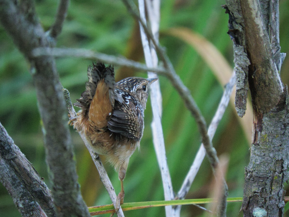 Sedge Wren - ML608492883