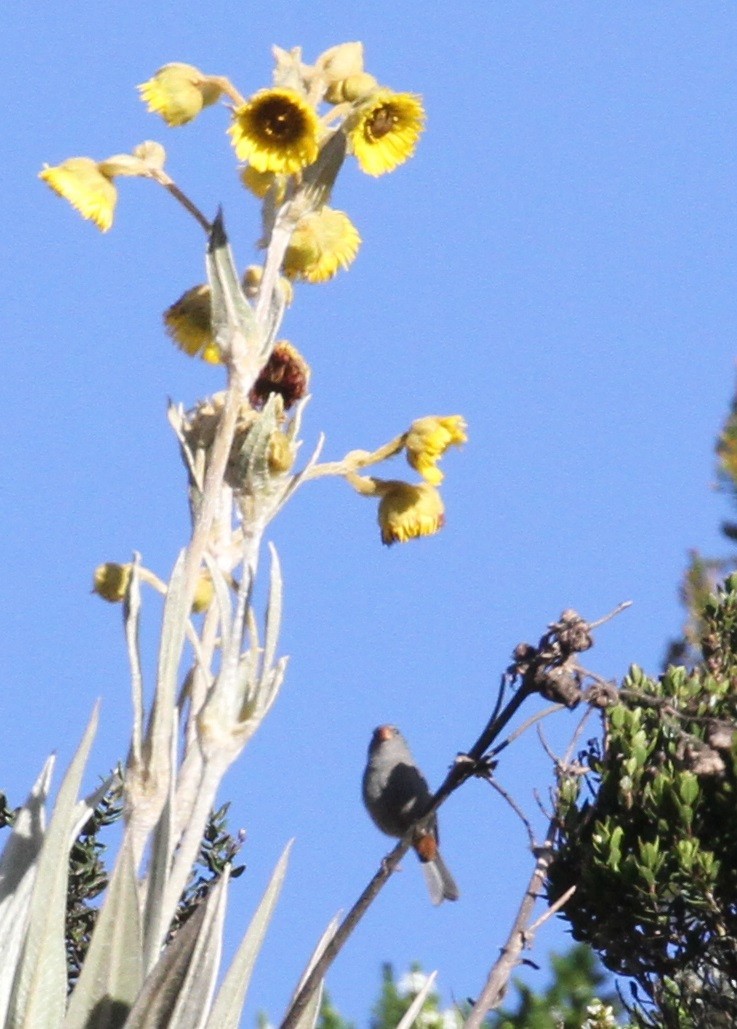 Band-tailed Seedeater - ML608492893