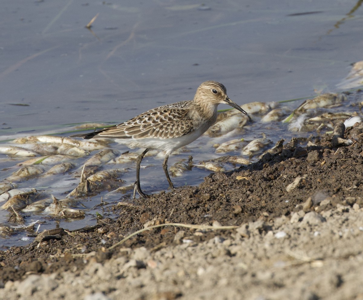 Baird's Sandpiper - ML608492899