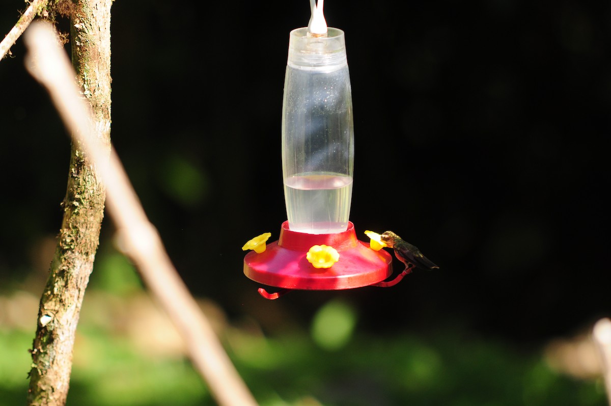 Speckled Hummingbird - ML608492902
