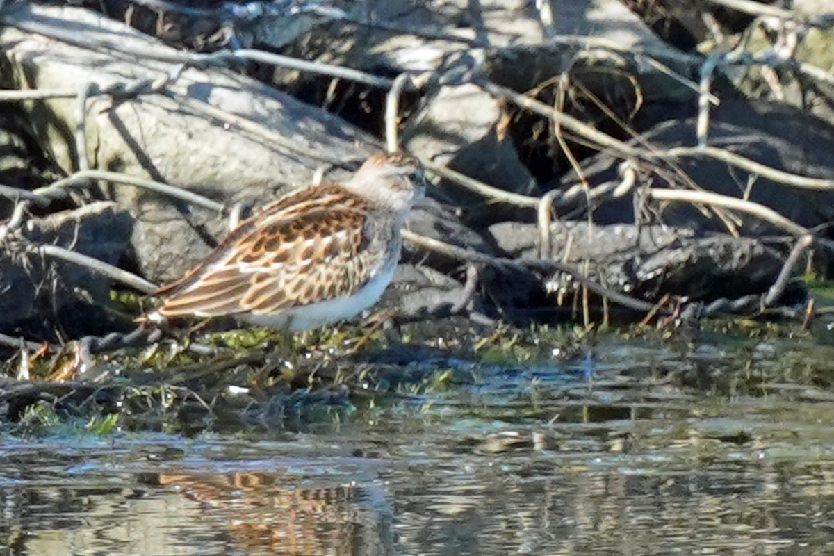 pygmésnipe - ML608492939