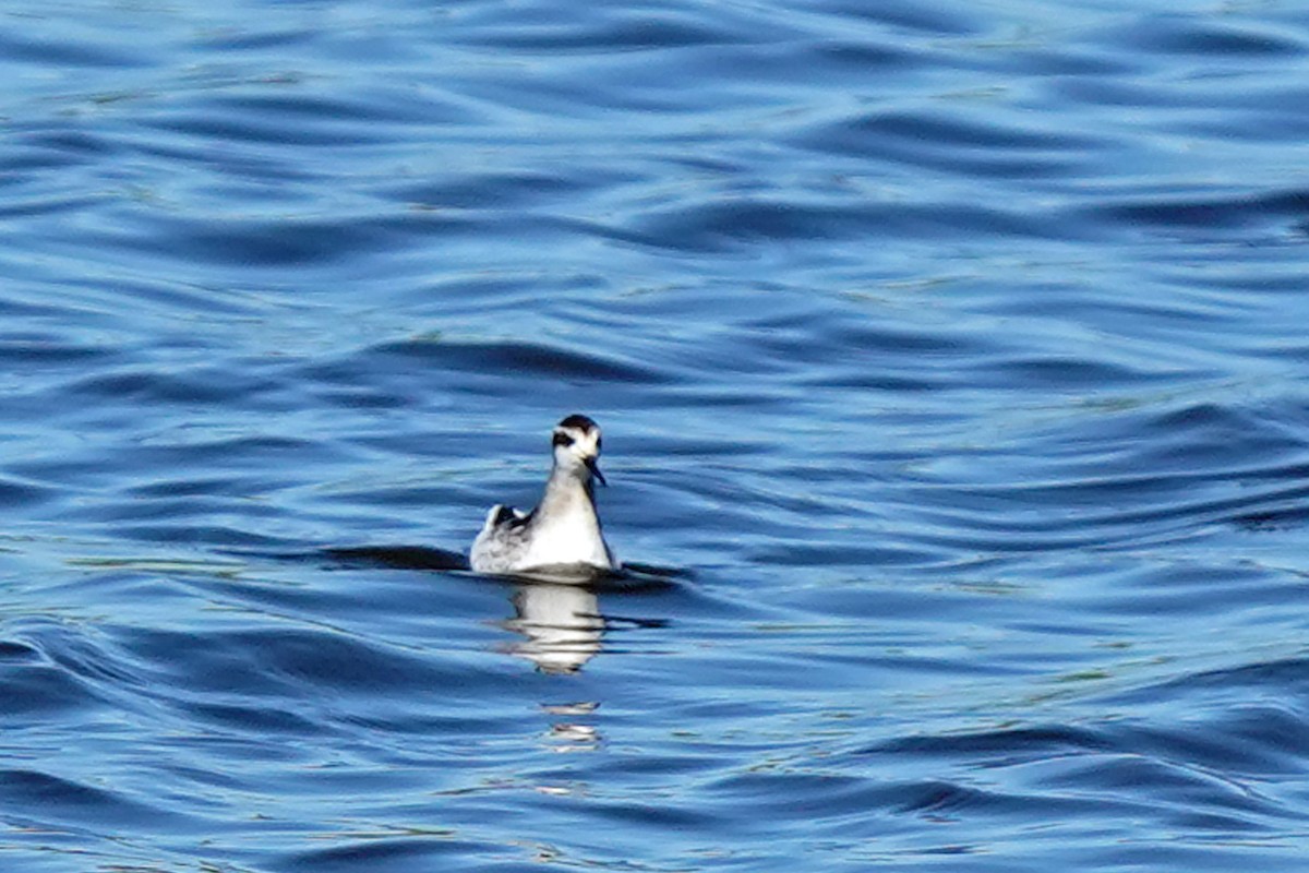 Red-necked Phalarope - ML608492993