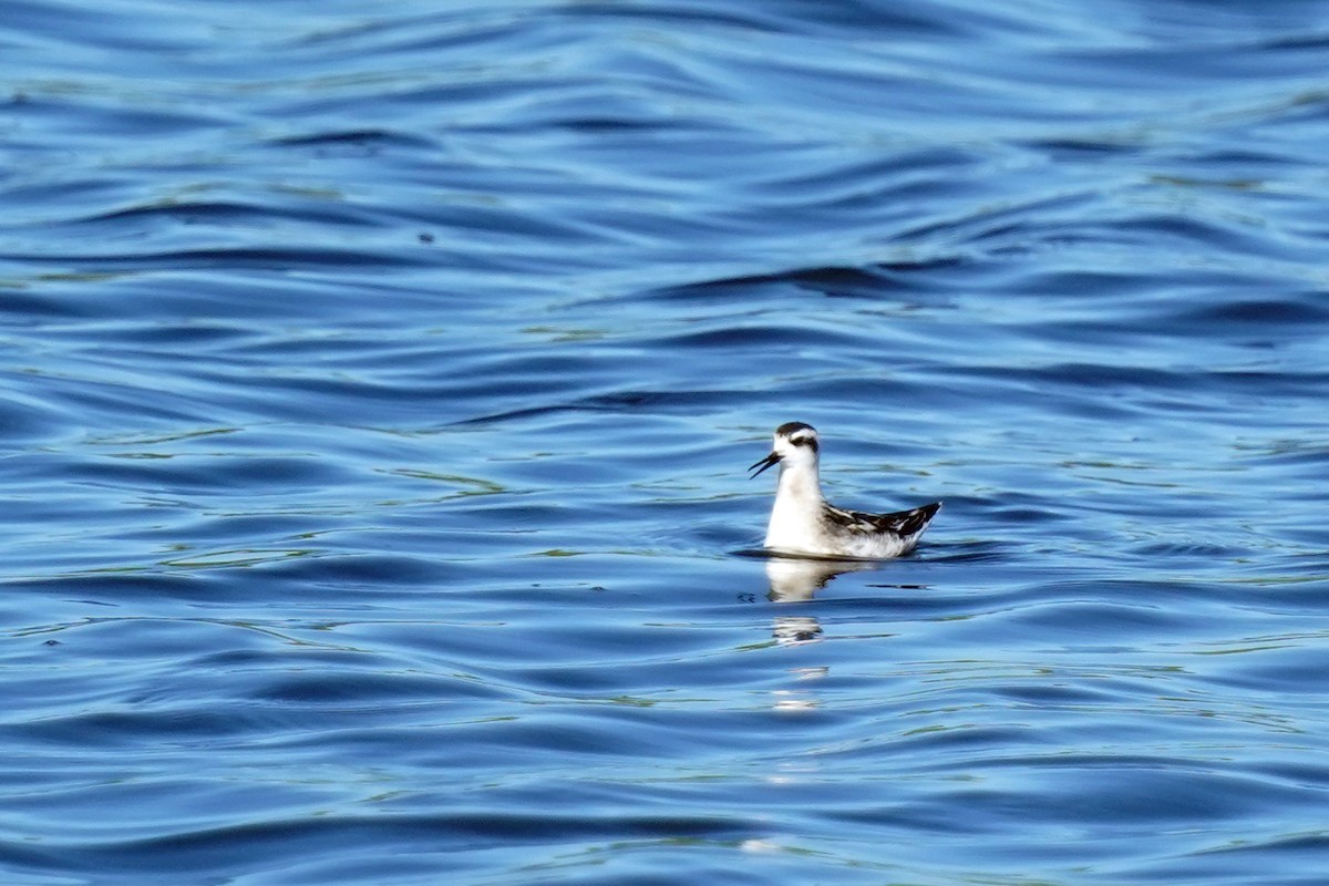 Red-necked Phalarope - ML608492994