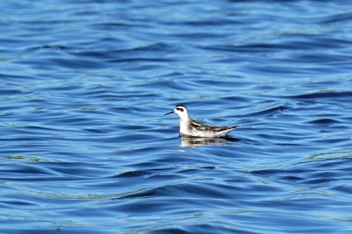 Red-necked Phalarope - ML608492996