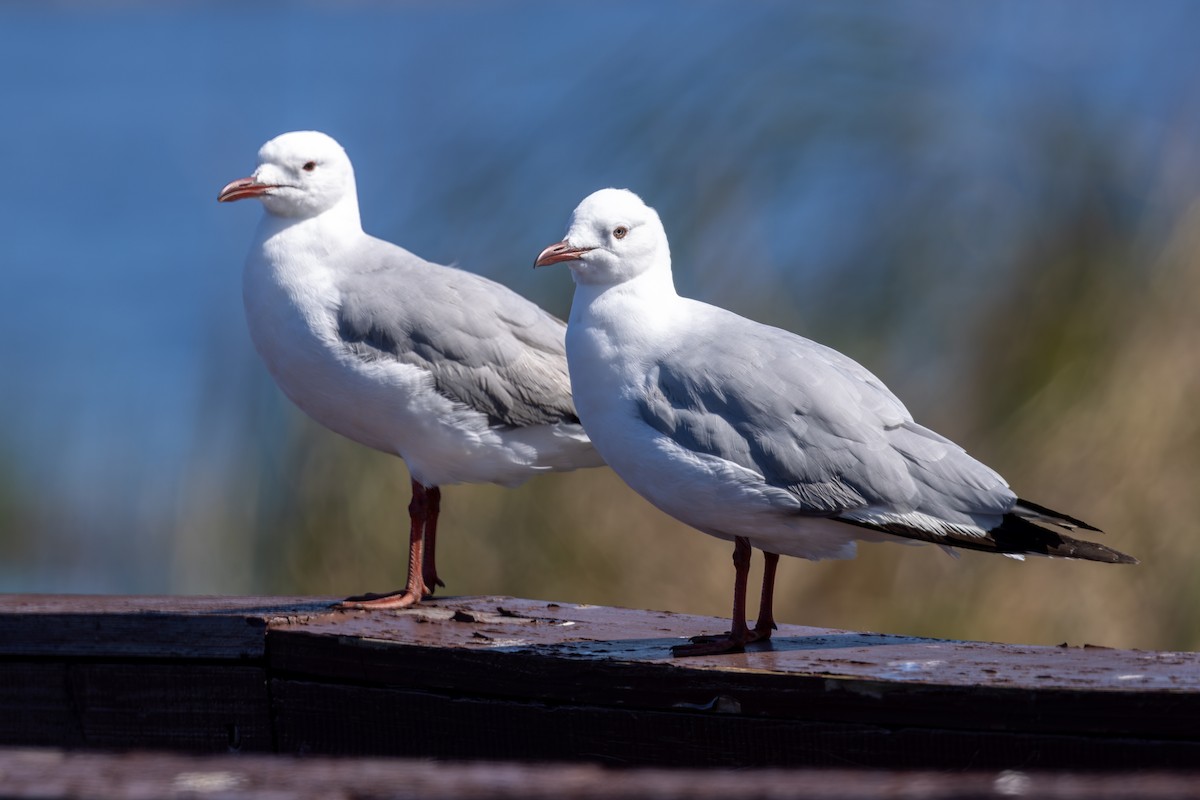 Hartlaub's Gull - ML608493088