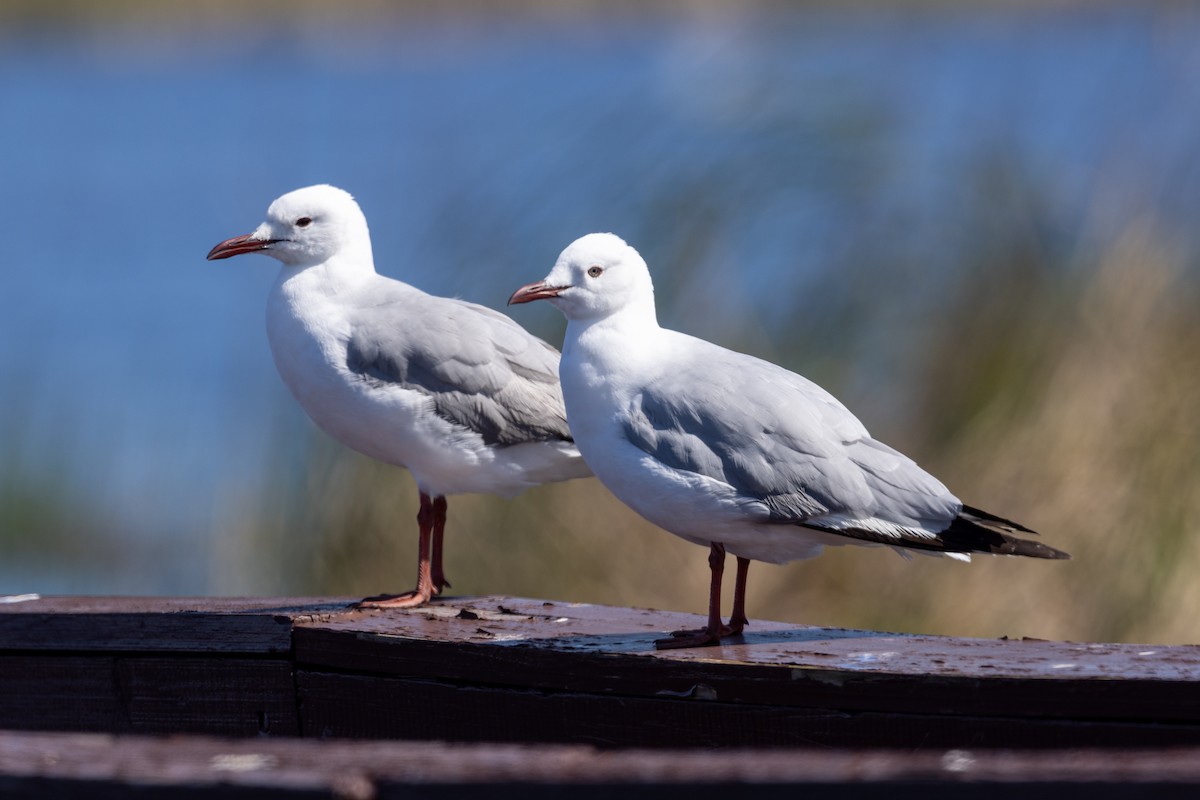 Mouette de Hartlaub - ML608493089