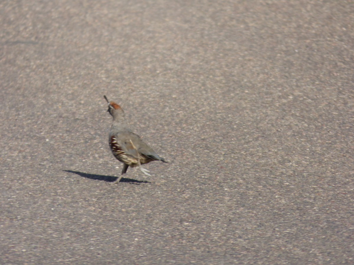 Gambel's Quail - ML608493166