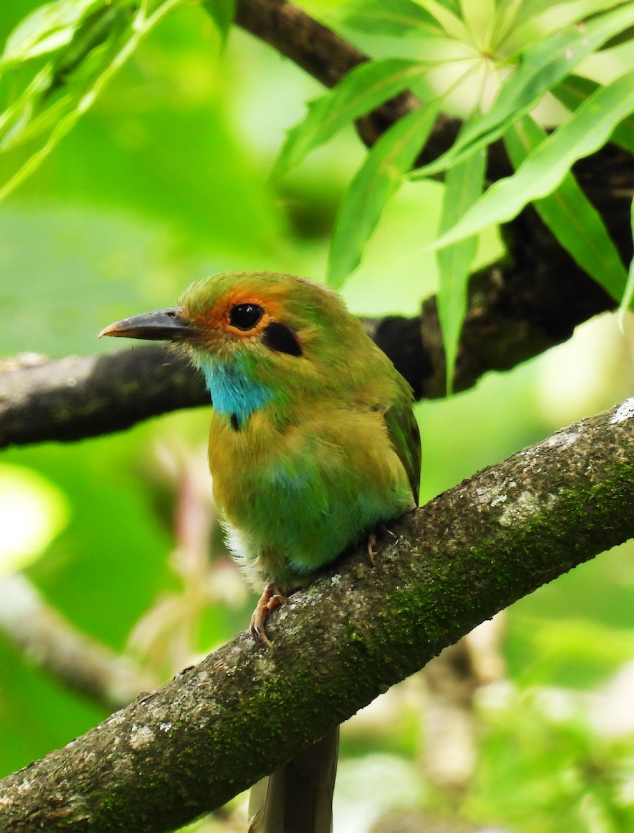 Blue-throated Motmot - Pablo Chumil Birding Guatemala