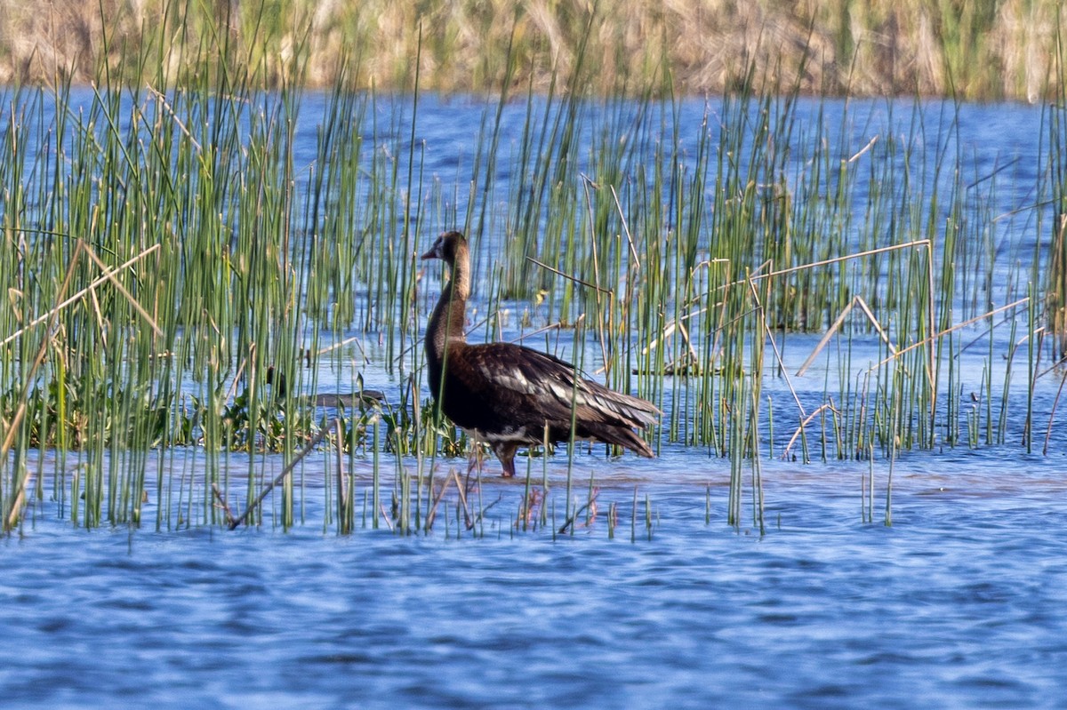 Spur-winged Goose - Mason Flint