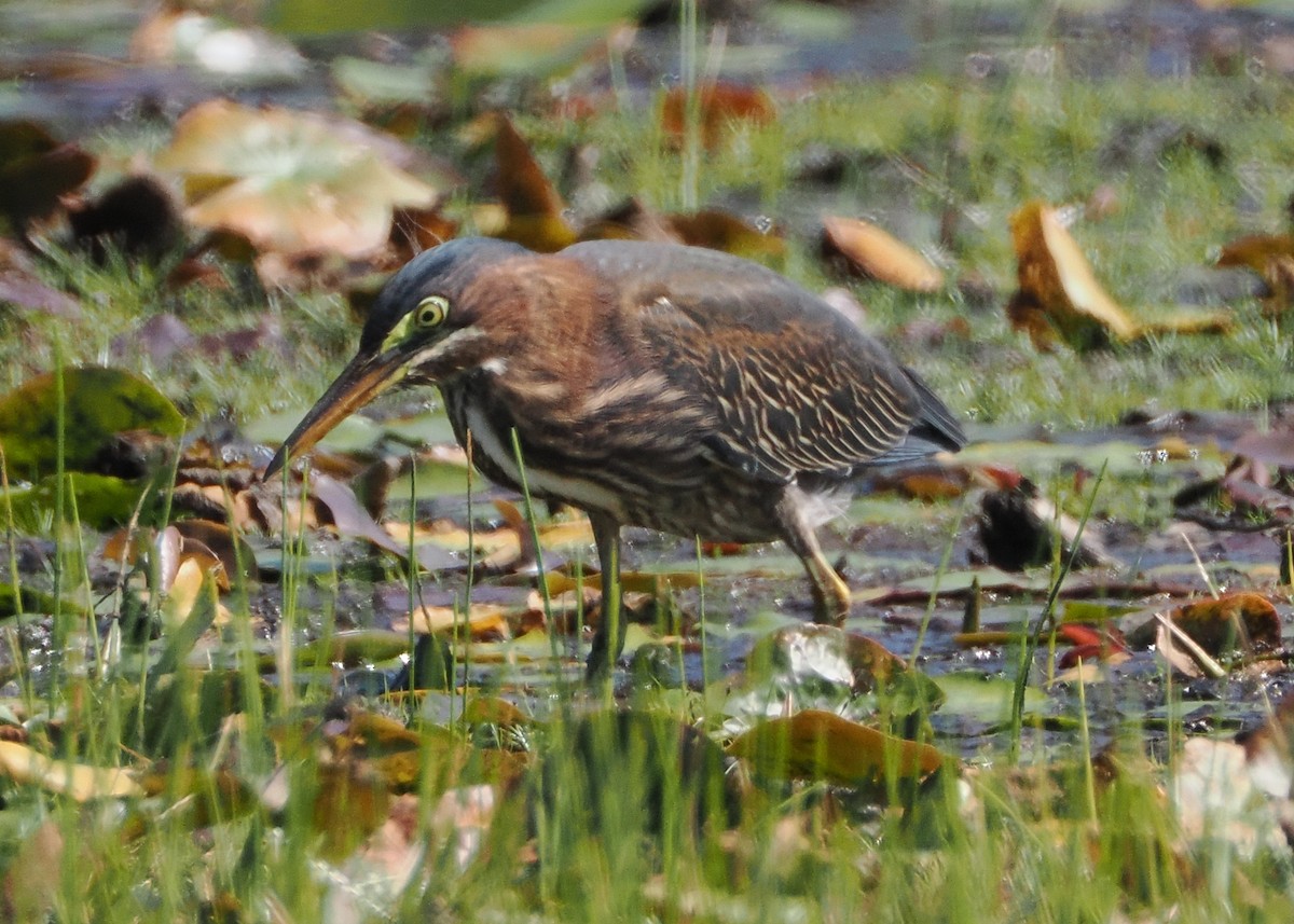 Green Heron - ML608493394