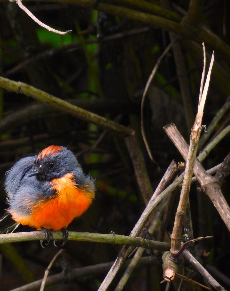 Slate-throated Redstart - Pablo Chumil Birding Guatemala