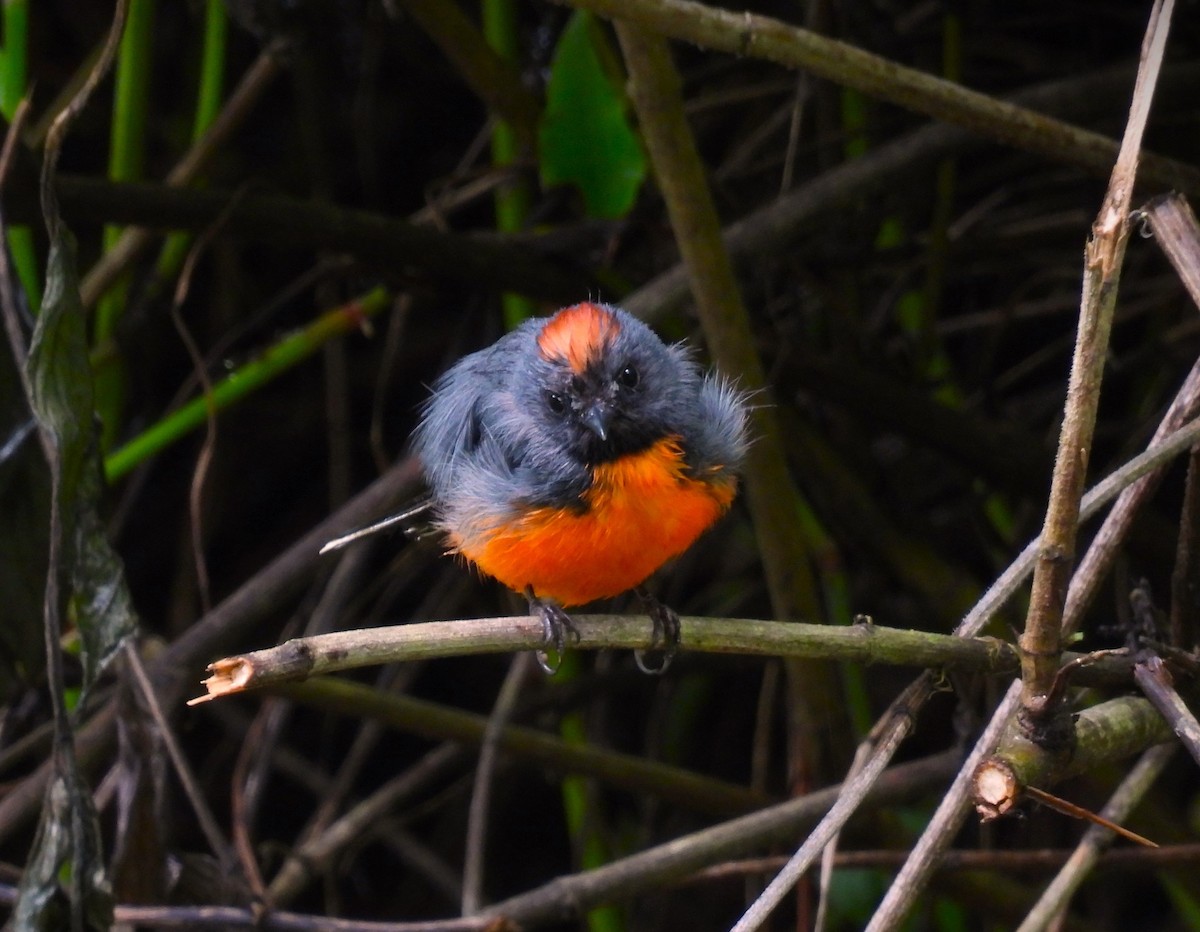 Slate-throated Redstart - Pablo Chumil Birding Guatemala