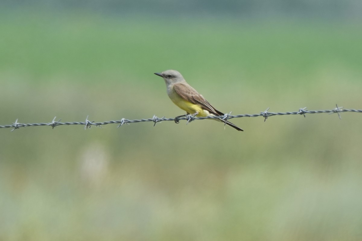 Western Kingbird - Nancy Elliot