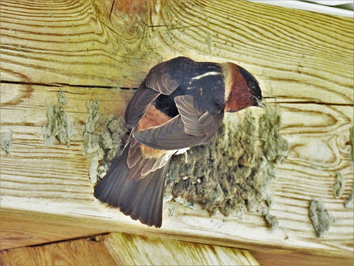 Cliff Swallow - ML608493519