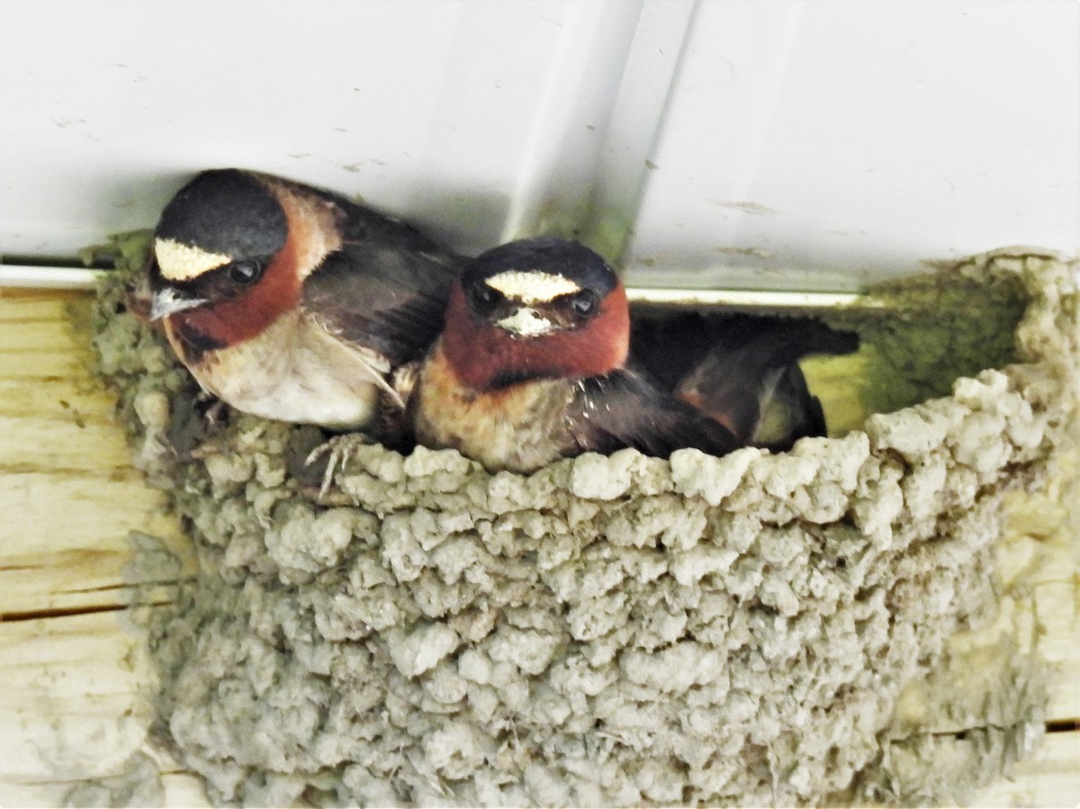 Cliff Swallow - ML608493613