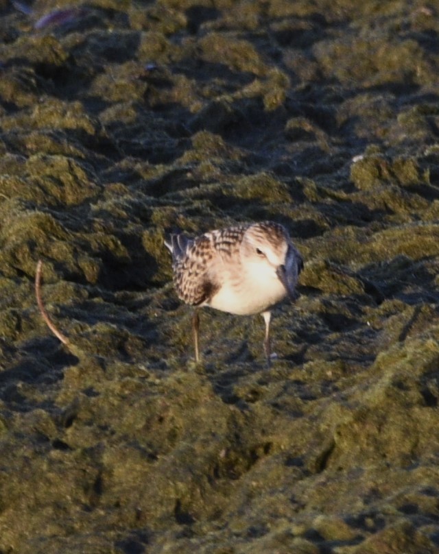 Bergstrandläufer - ML608493654