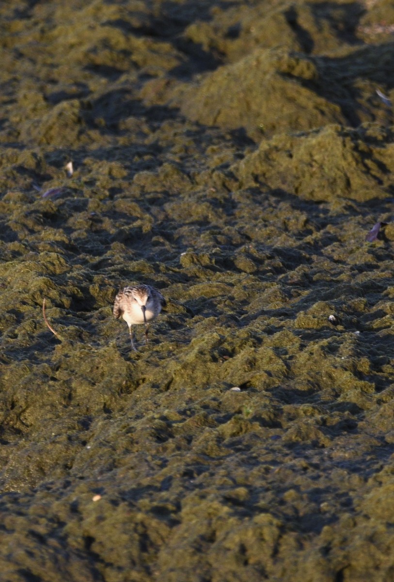 Western Sandpiper - ML608493655