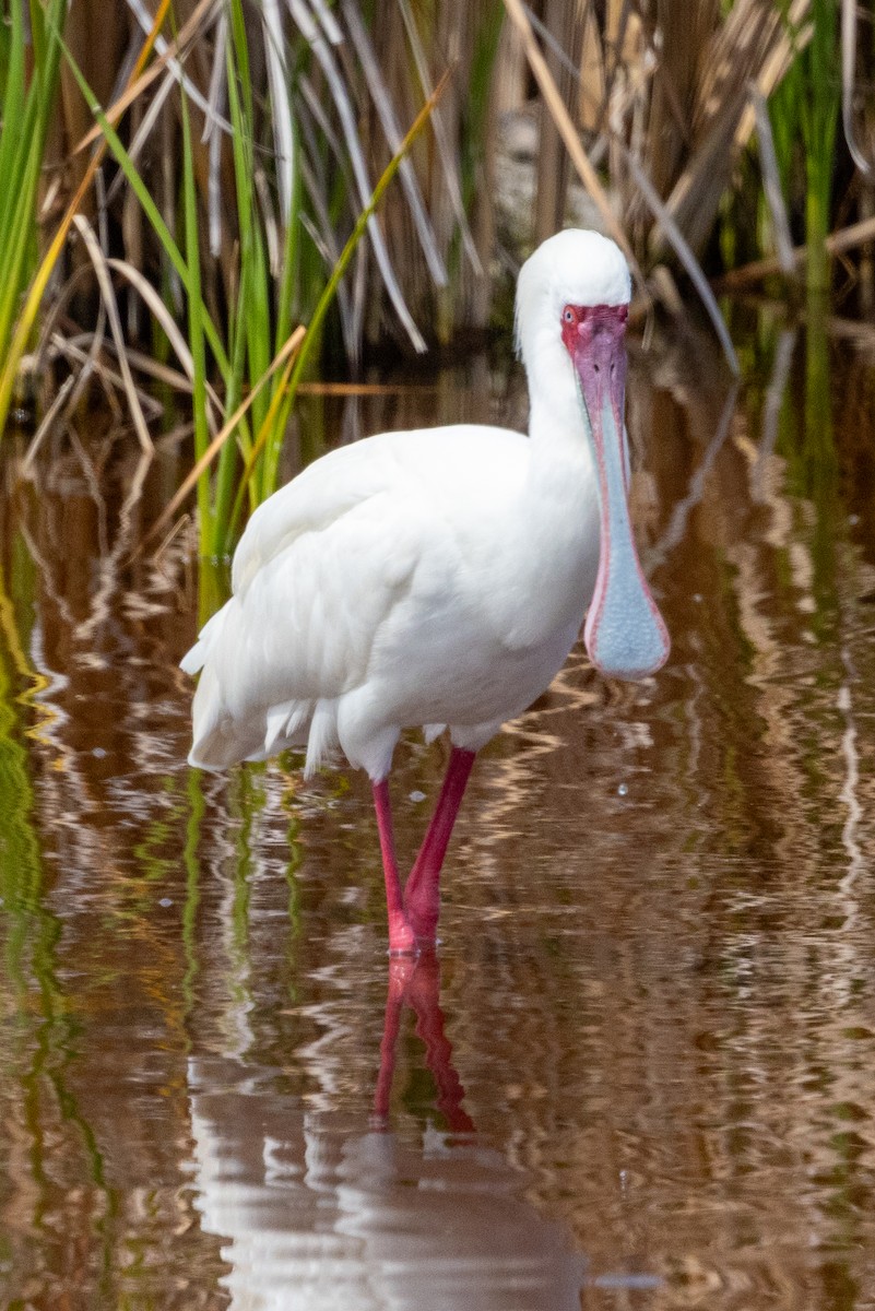 African Spoonbill - ML608493672