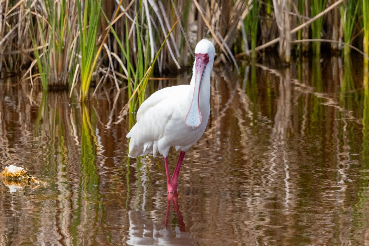 African Spoonbill - ML608493674