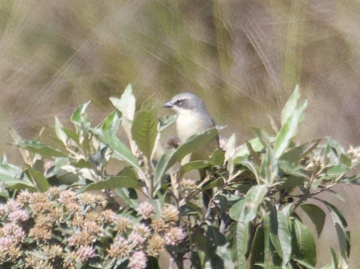 Long-tailed Reed Finch - ML608493720