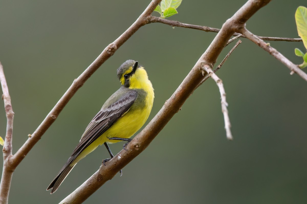 Yellow-browed Tyrant - Marcos Eugênio (Birding Guide)