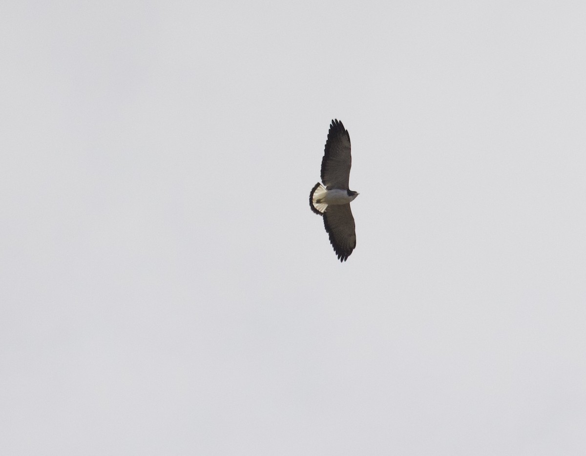 White-tailed Hawk - ML608493811