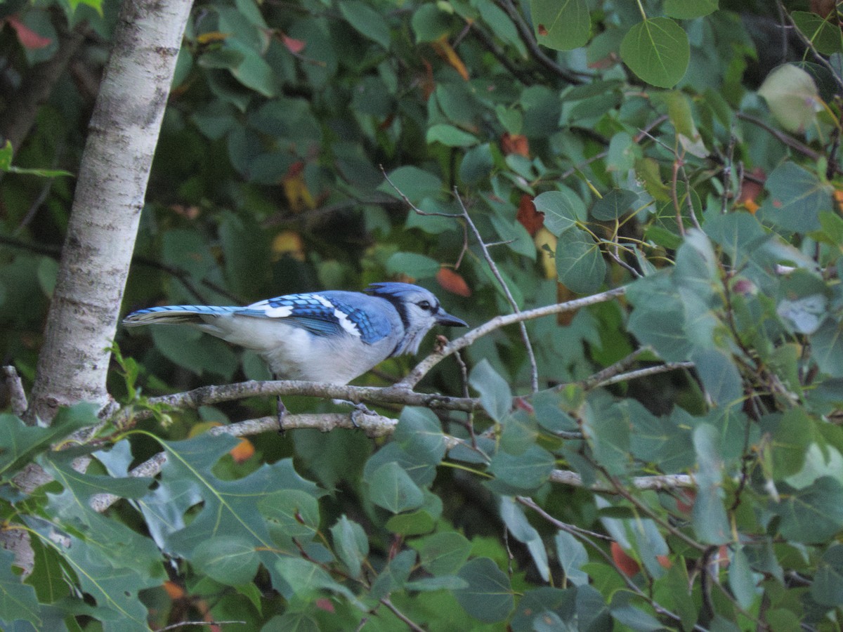 Blue Jay - ML608493843